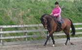 Equestrian Training