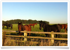 Grass Livery herd